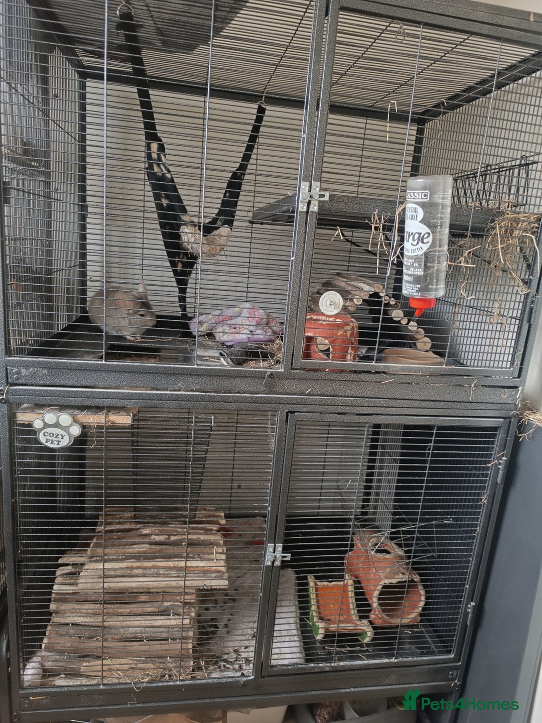 Chinchilla rodents for sale: Chinchillas for sale - Image 14