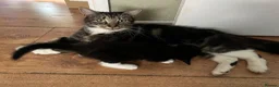 Mixed Breed cats for sale: Cute and playful  - Advert 12