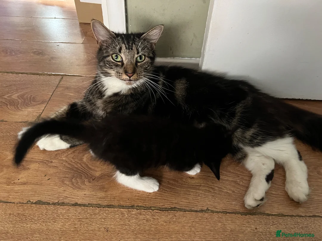 Mixed Breed cats for sale: Cute and playful  - Advert 12
