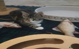 Munchkin cats for sale: Beautiful markings lush coat tabby tuxedo  - Image 29