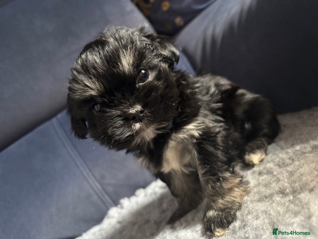 Lhasa Apso dogs for sale: Lhasa Apso Puppies – Tiny Tails, Big Hearts! - Image 18