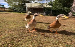 Waterfowl poultry for sale: Fawn and white Indian runner drakes - Image 3