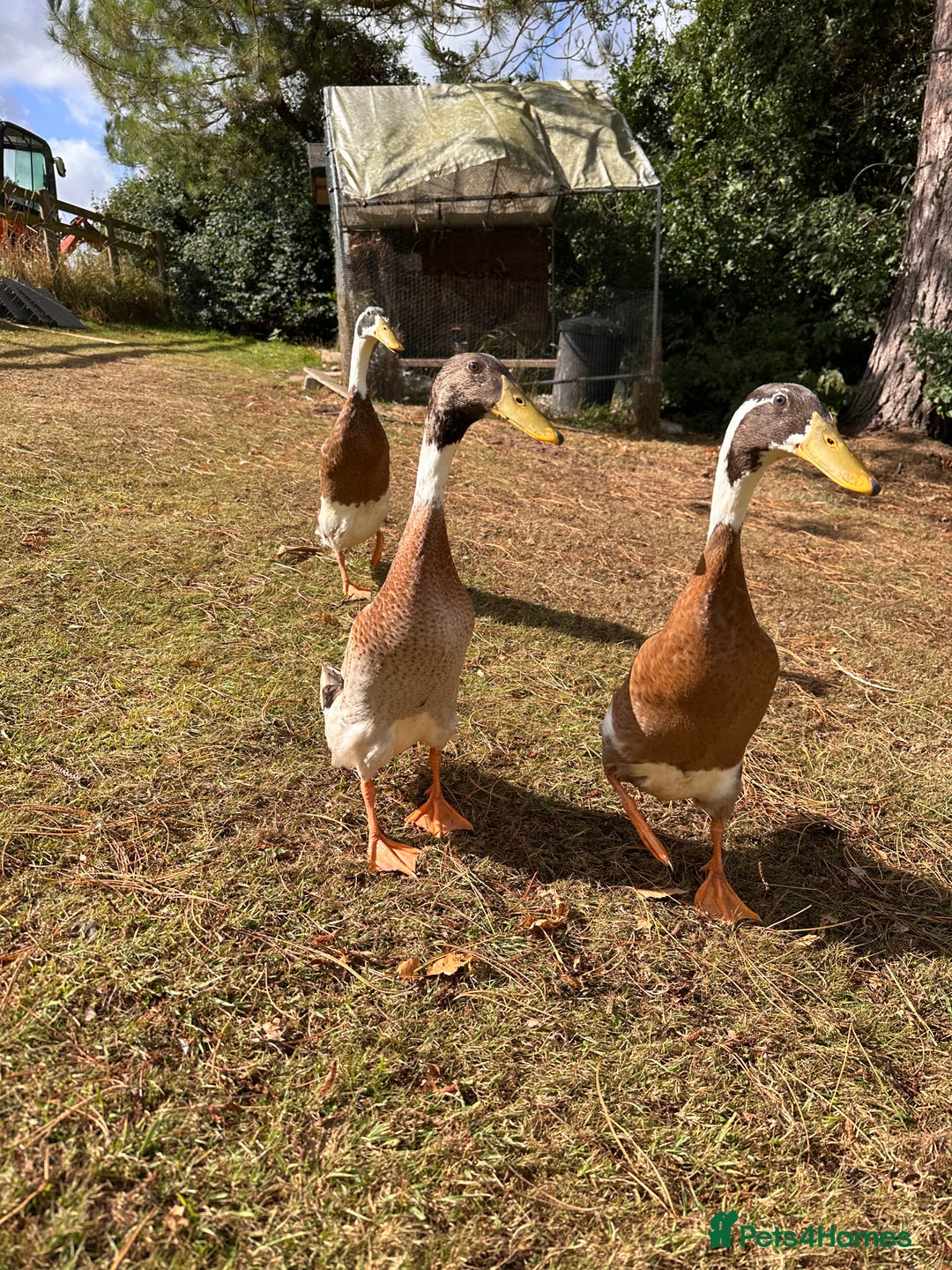 Waterfowl poultry for sale: Fawn and white Indian runner drakes - Image 3