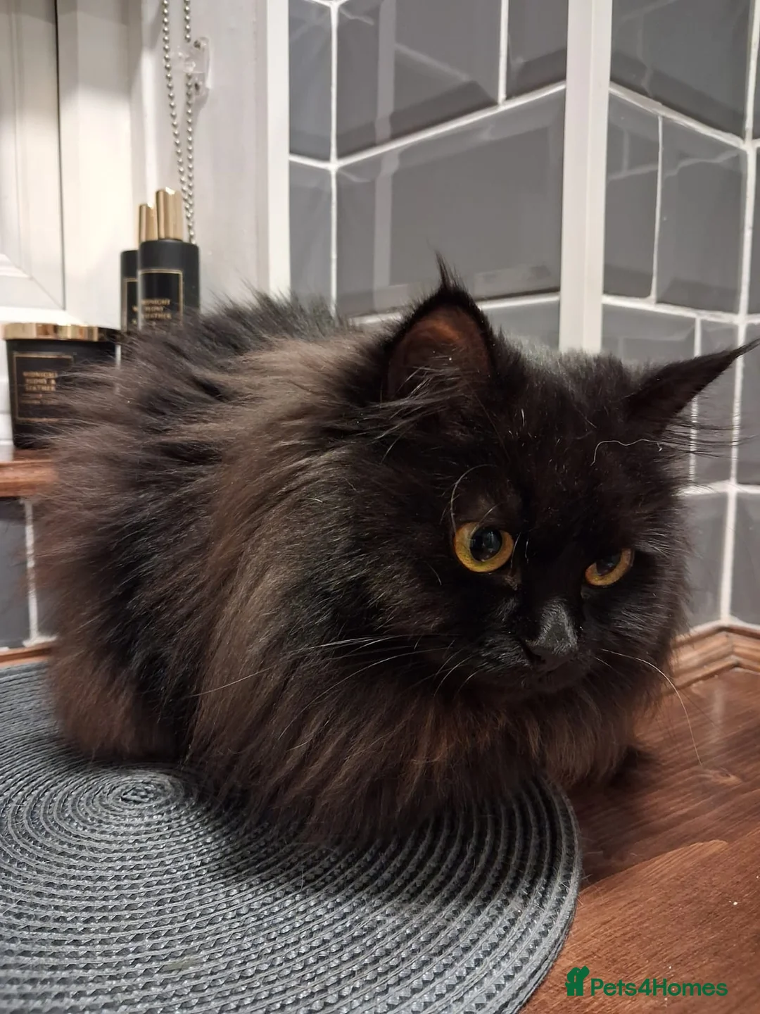 Ragdoll cats for sale: Black smoke ragdoll  - Advert 3