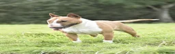 Bull Terrier dogs for stud: Miniature english bull terrier stud in Preston - Advert 2