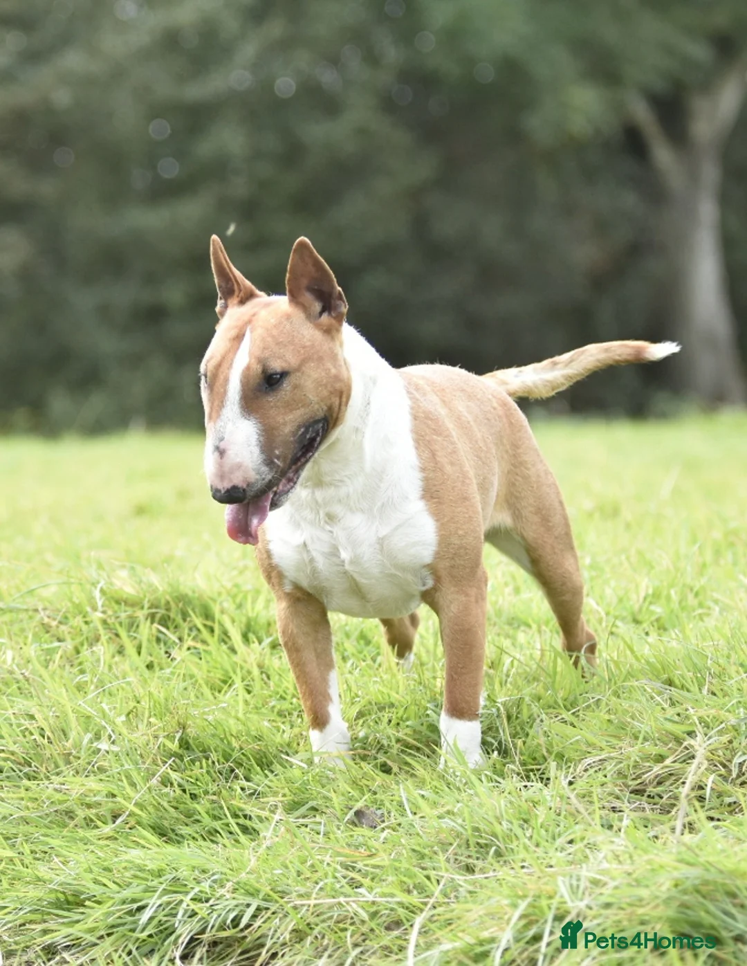 Bull Terrier dogs for stud: Miniature english bull terrier stud in Preston - Advert 2