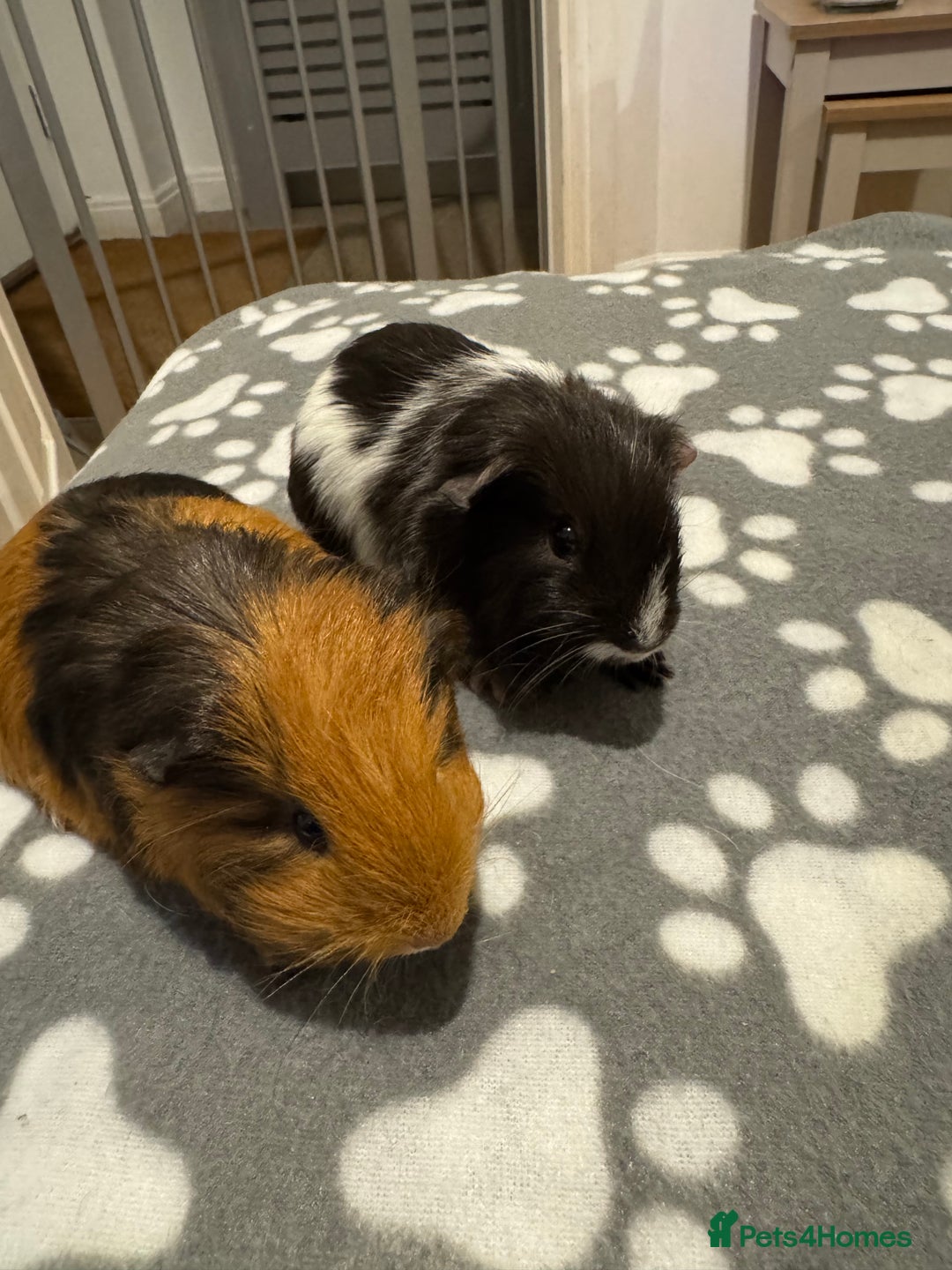 Guinea Pig rodents for sale: 2 female baby guinea pigs  - Advert 4