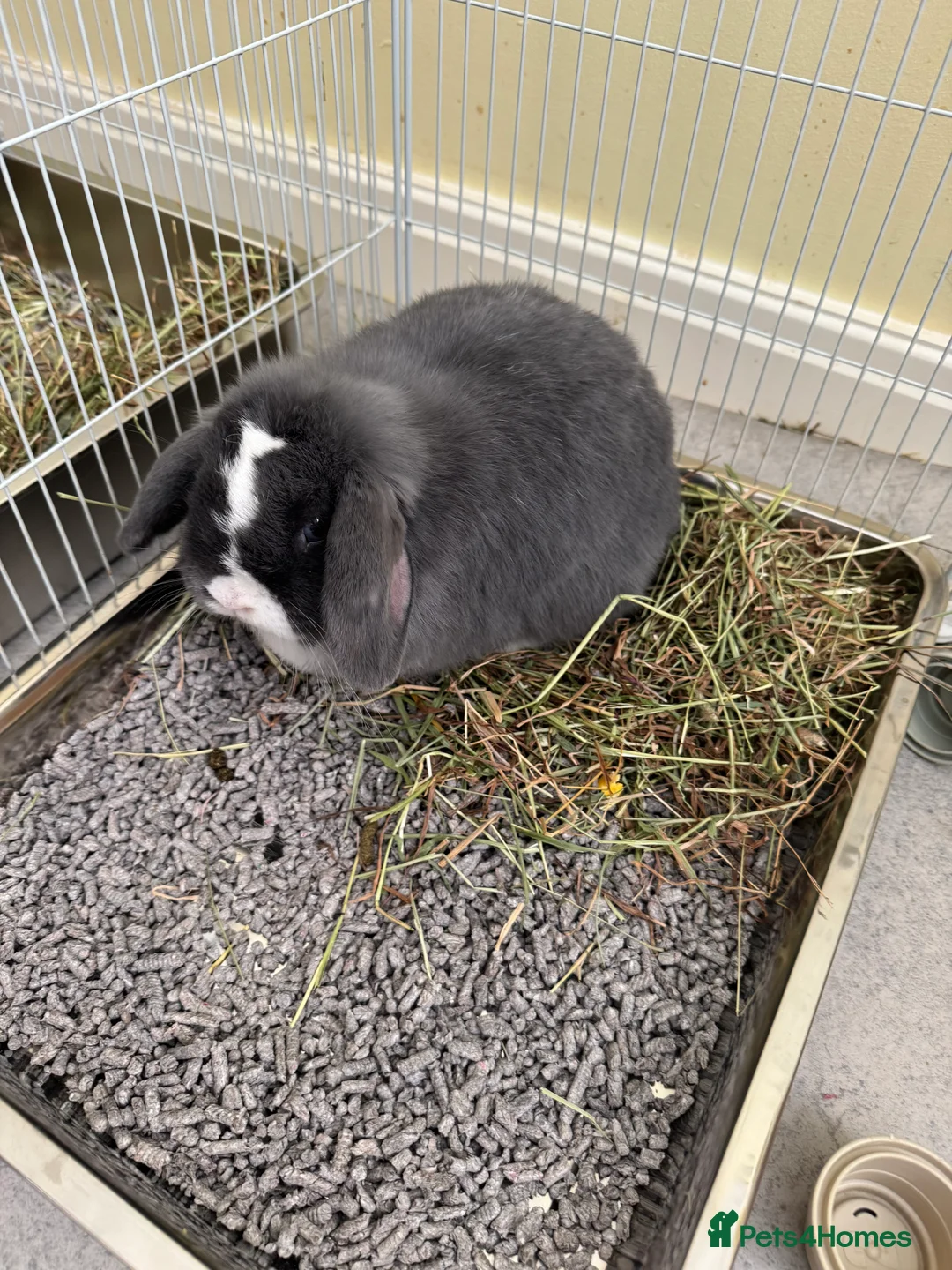Mini Lop rabbits for sale: 2 mini lops - Advert 4