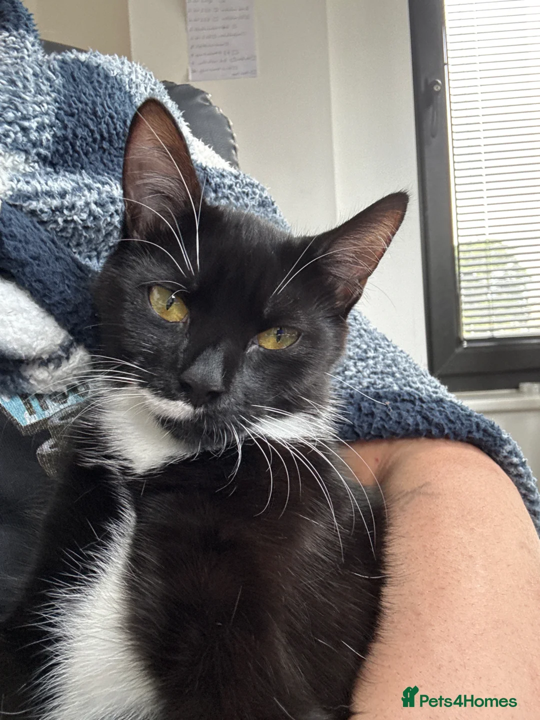 Mixed Breed cats for sale: Month Old Friendly Female Cat – Needs Loving Home in Newquay - Advert 1