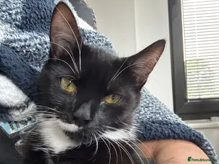 Mixed Breed cats Month Old Friendly Female Cat – Needs Loving Home - Advert 7