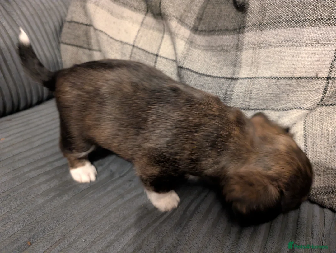 Mixed Breed dogs for sale: Beautiful small mixed breed puppies for sale - Advert 14