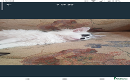 Domestic Shorthair cats for sale: Beautiful kittens ready for loving homes  - Image 3