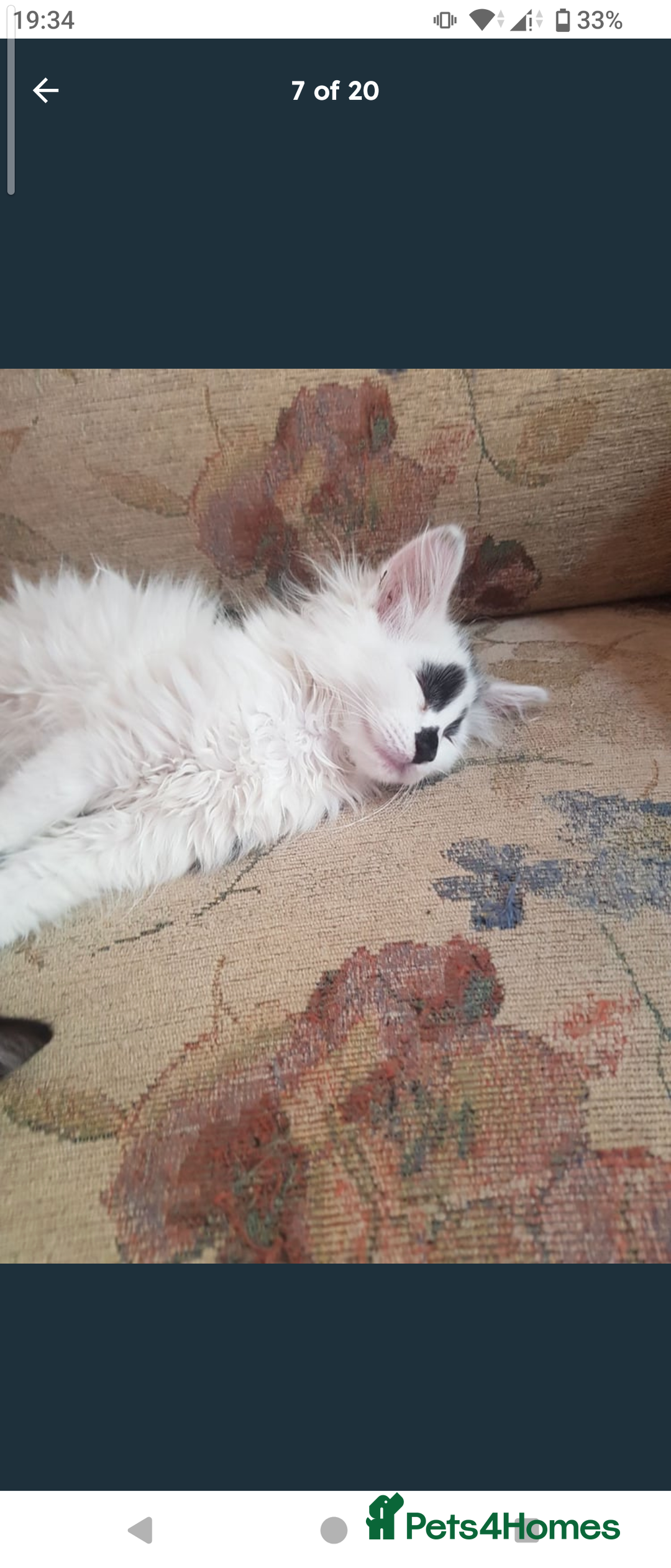 Domestic Shorthair cats for sale: Beautiful kittens ready for loving homes  - Image 3