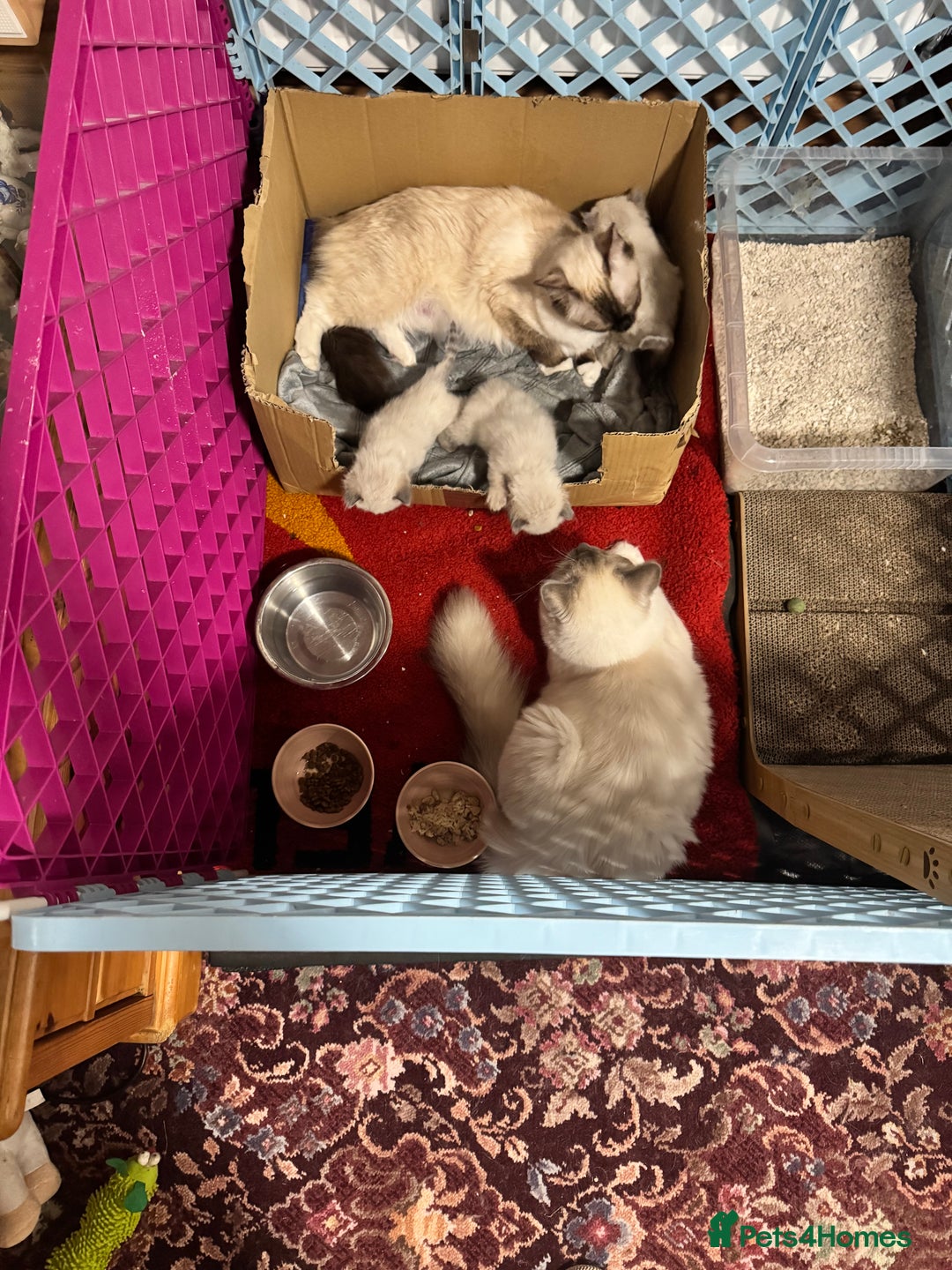 Ragdoll cats for sale: Adorable Ragdoll kittens - Image 7