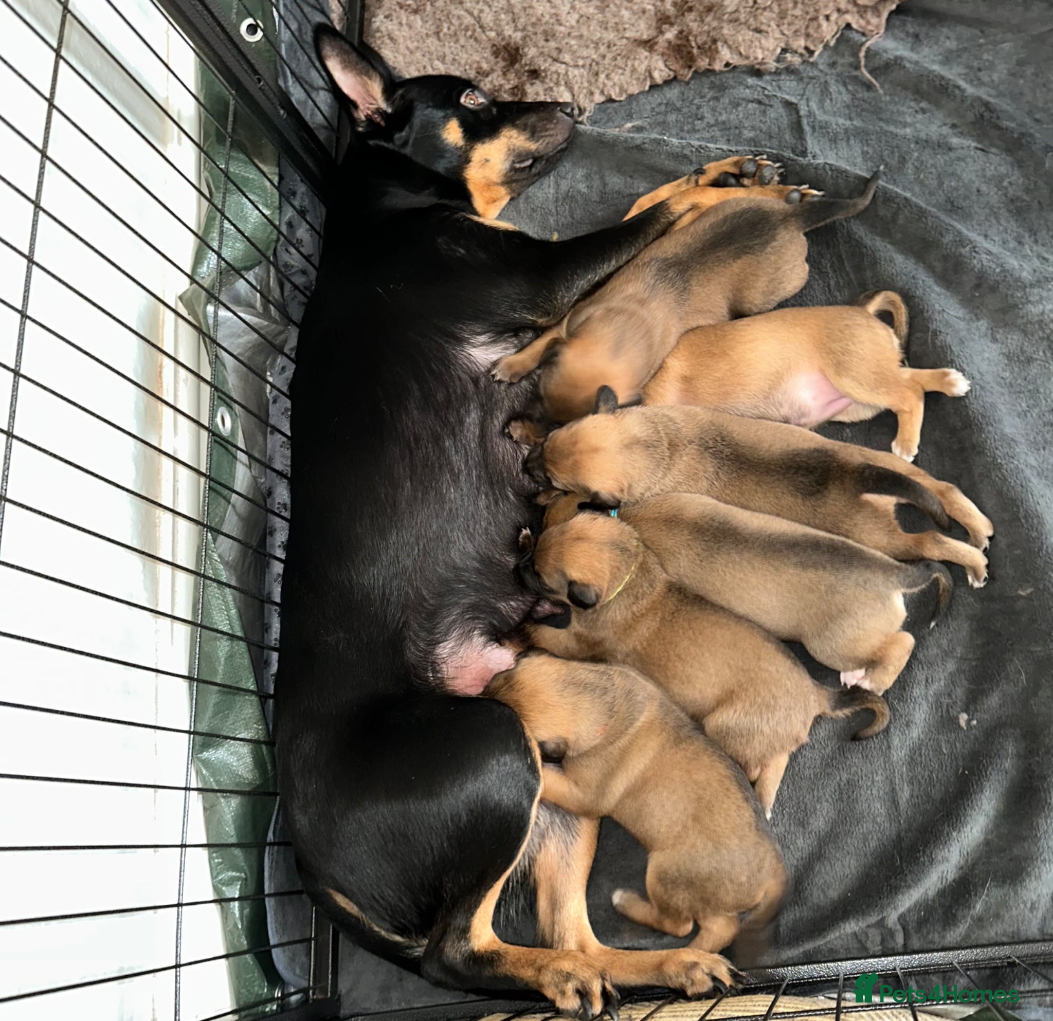 Mixed Breed dogs Australian Kelpie X Whippet Puppies - Advert 2