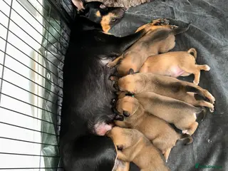 Mixed Breed dogs Australian Kelpie X Whippet Puppies - Advert 5