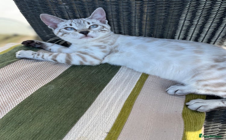 Bengal cats - Advert 16