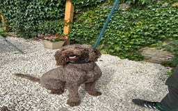 Mixed Breed dogs for adoption: Iris  - Image 3