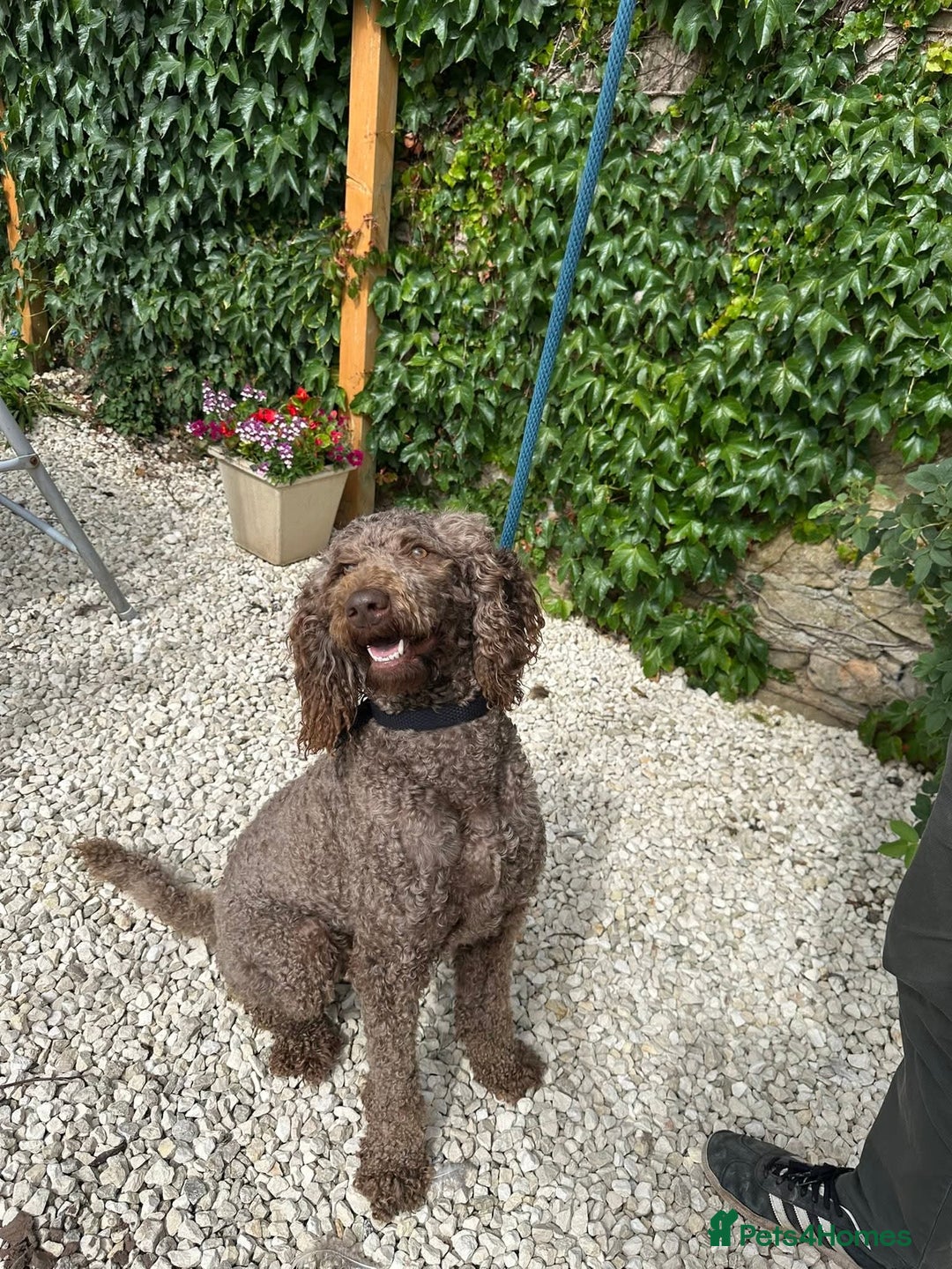 Mixed Breed dogs for adoption: Iris  - Image 3
