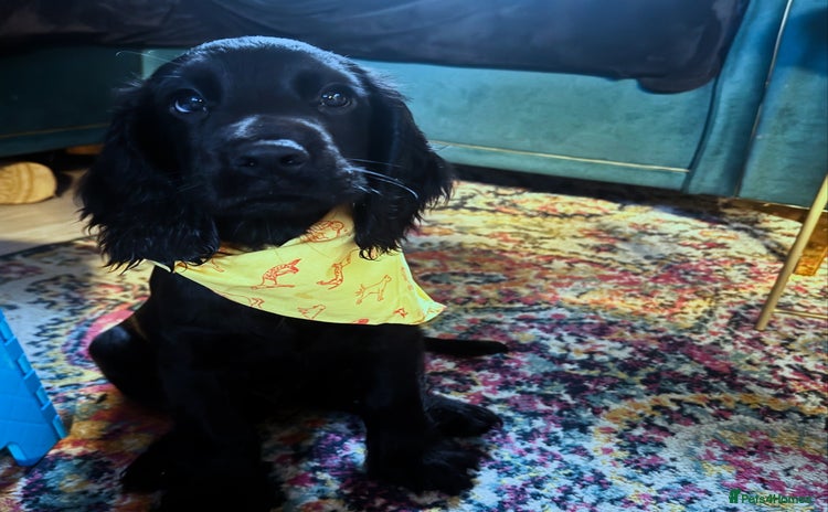 Sprocker dogs - Advert 1