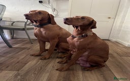 Hungarian Vizsla dogs for sale: Gorgeous KC reg Vizsla puppies - Image 4