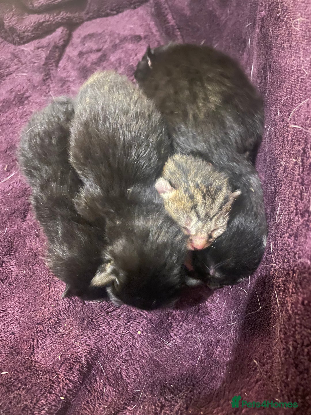 Domestic Shorthair cats for sale: Kittens just born! - Advert 3