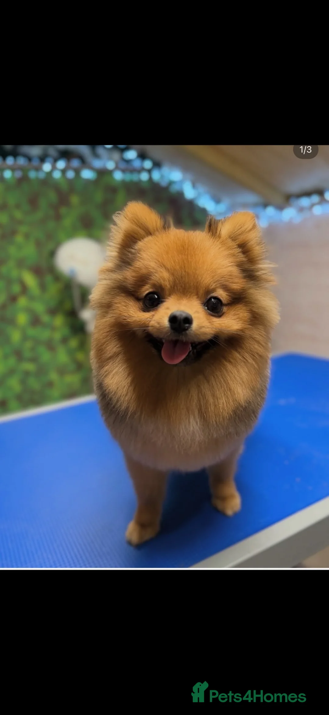 Pomeranian dogs for sale: Beautiful Pomerian girl 7 months old - Advert 2