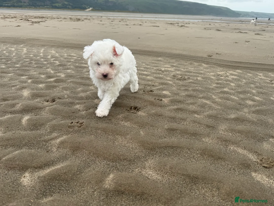 Bichon Frise dogs for sale: 🐾💕🩵Puppies looking for their forever homes!🏡🤍 in Shrewsbury - Advert 21