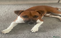 Plummer Terrier dogs for sale: One year old male - Image 4