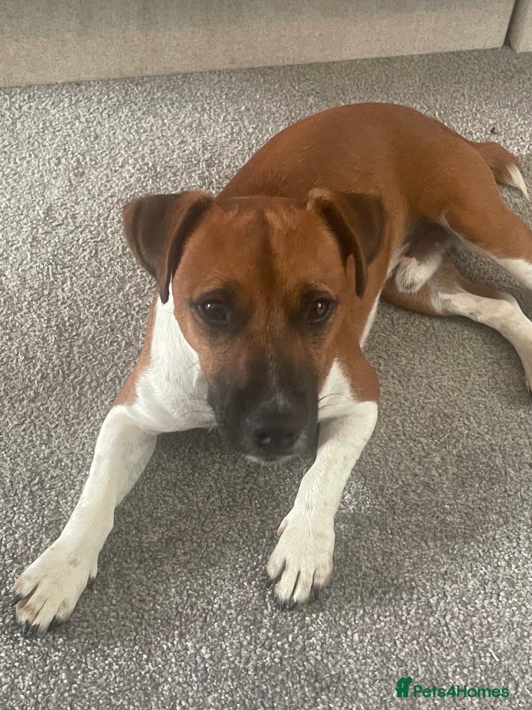 Plummer Terrier dogs for sale: One year old male - Image 4