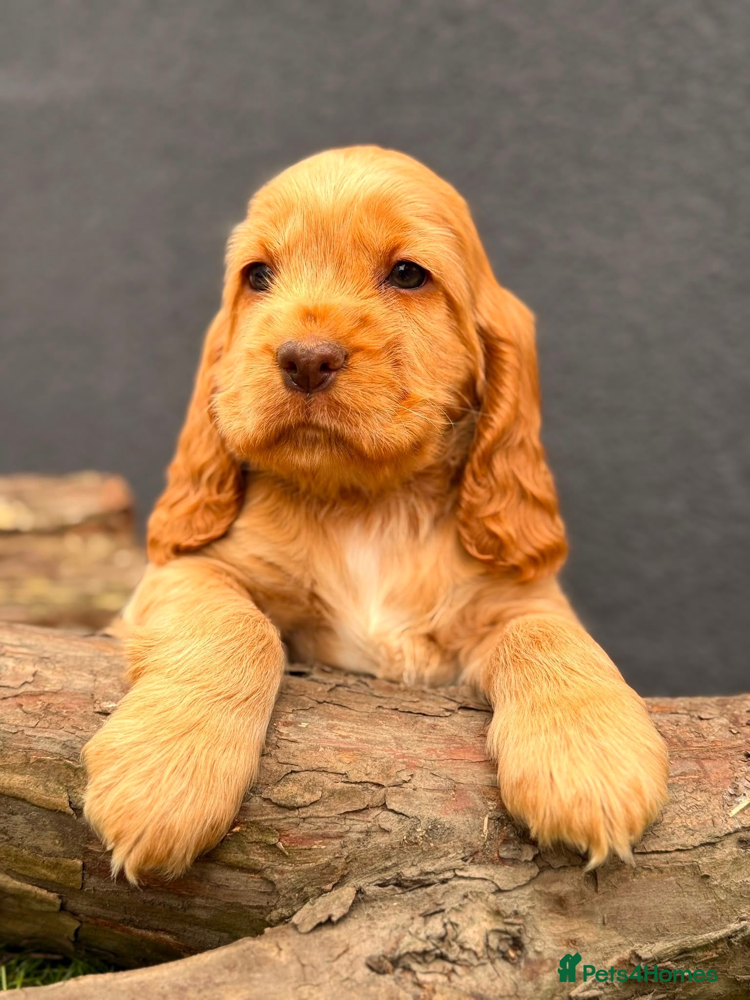 Cocker Spaniel dogs Show type cocker spaniels  - Advert 3