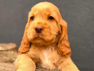 Cocker Spaniel dogs Show type cocker spaniels - Advert 3