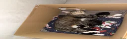 Mixed Breed cats for sale: 3x kittens  for sale  - Advert 8