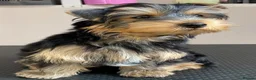 Yorkshire Terrier dogs for sale: KC Registered Yorkshire Terrier Puppies  - Advert 7