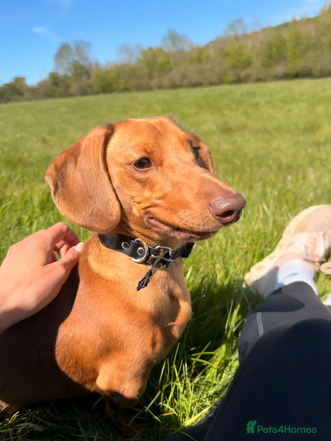 Dachshund dogs for sale: 1yr old Dachshund male  - Advert 1