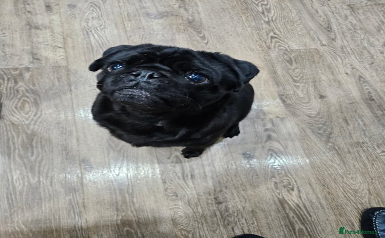 Pug dogs - Advert 1