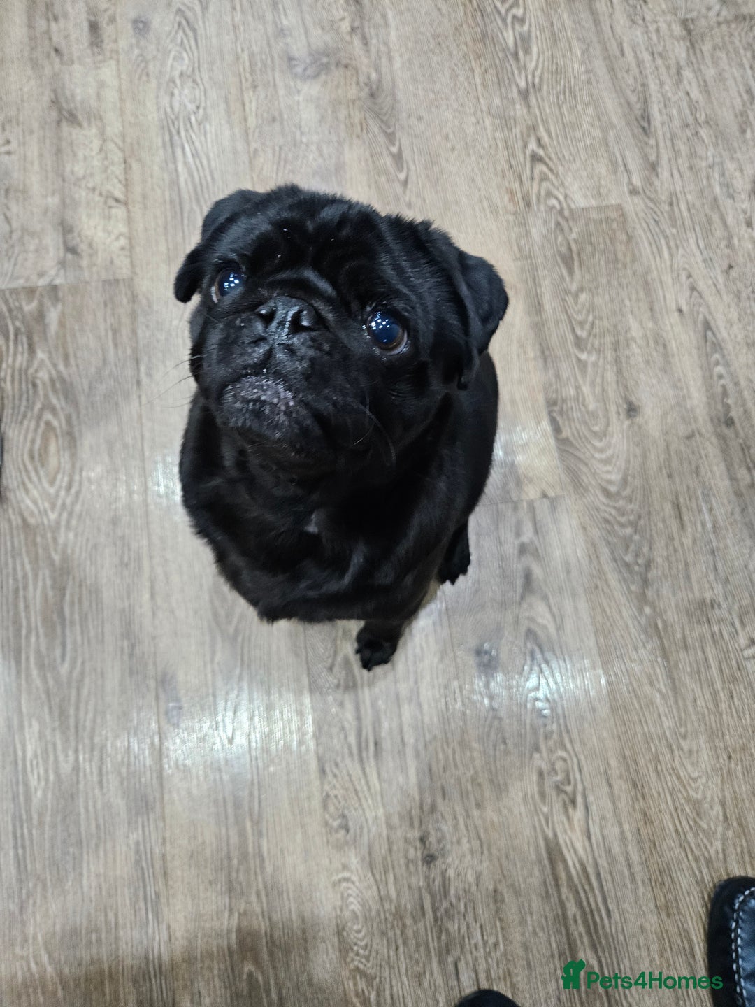 Pug dogs for sale: Milo  - Image 1