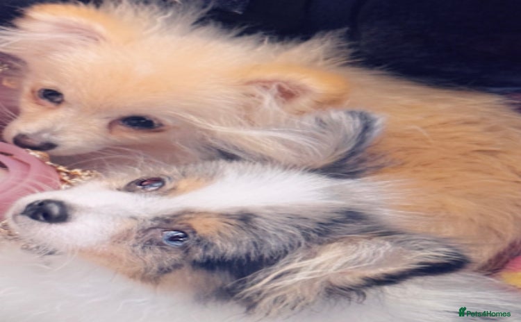 Pomeranian dogs in London - Advert 1