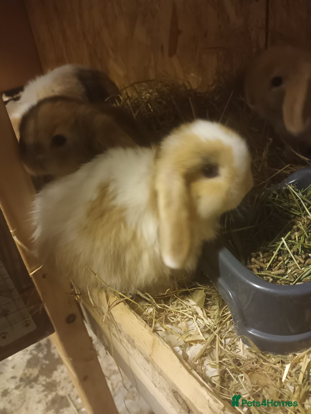 Mini Lop rabbits for sale: Mini lops  - Advert 2
