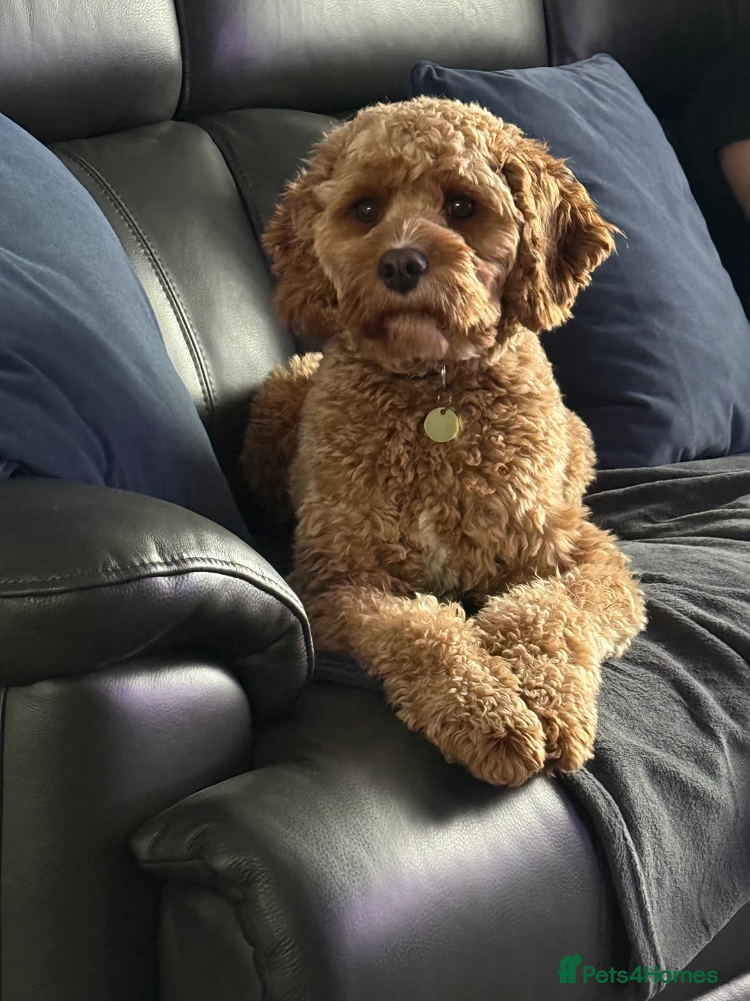 Cavapoo dogs for sale: Cavapoo - Advert 2