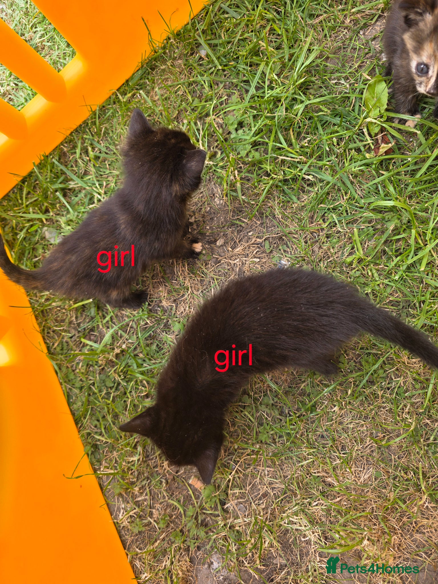 Mixed Breed cats The little kittens are looking for new homes. - Advert 1