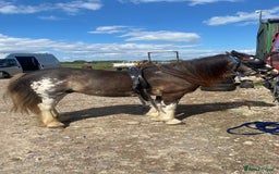 Irish Cob horses for sale: Blagdon cob - Image 9