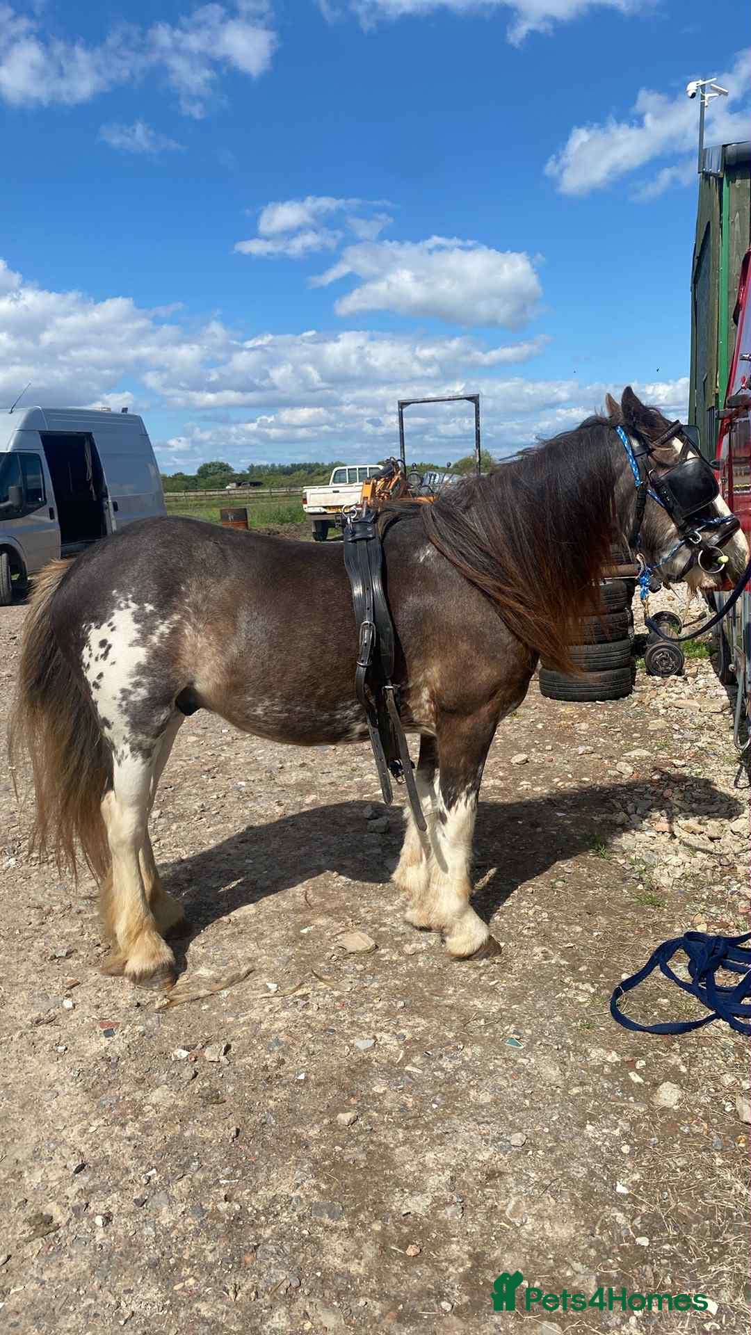 Irish Cob horses for sale: Blagdon cob - Image 9