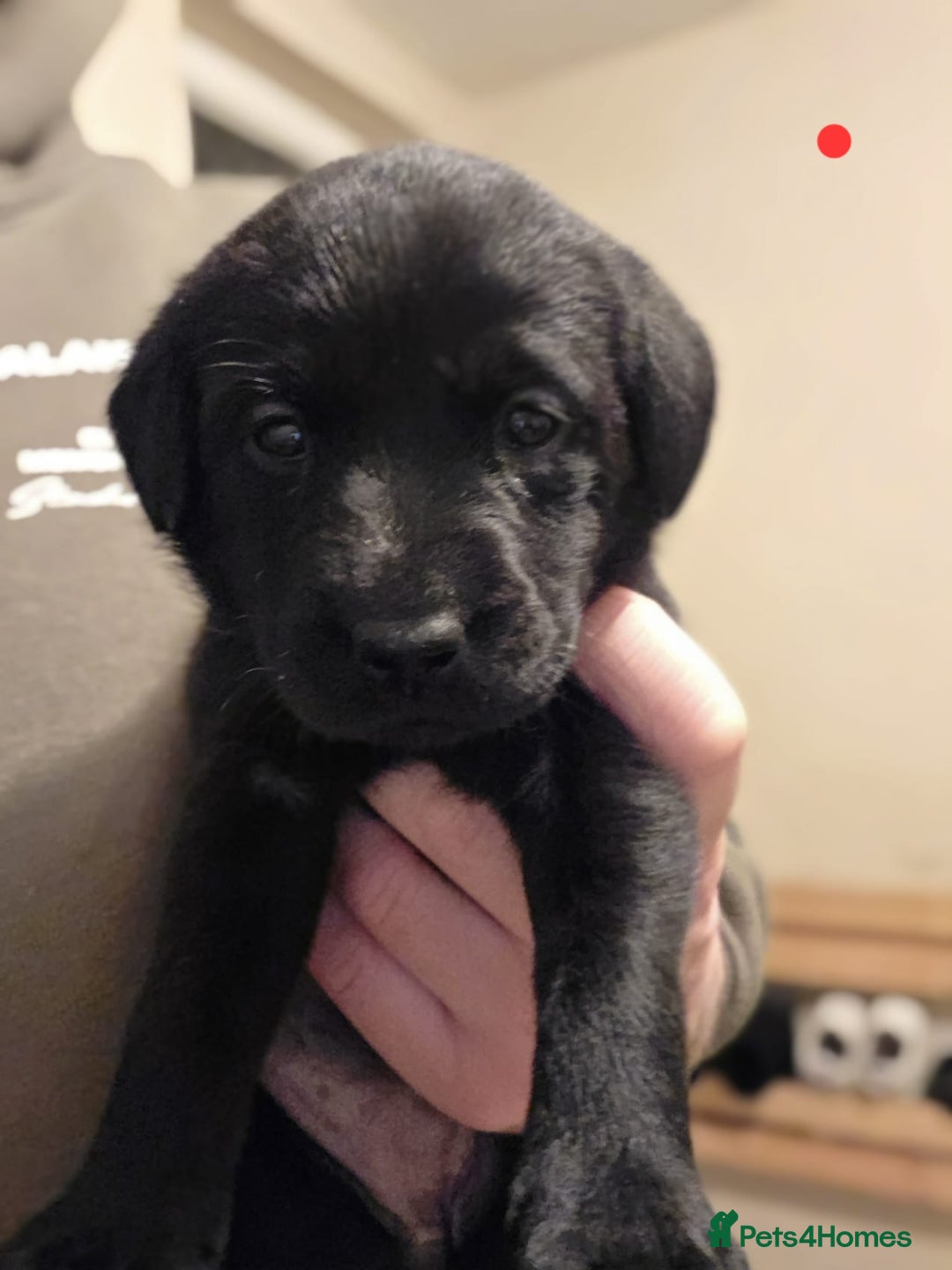 Labrador Retriever dogs for sale: 9 Labrador KC registered Puppies - Advert 7