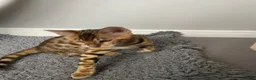 Bengal cats for sale: Pedigree Bengal kittens ready now - Advert 4
