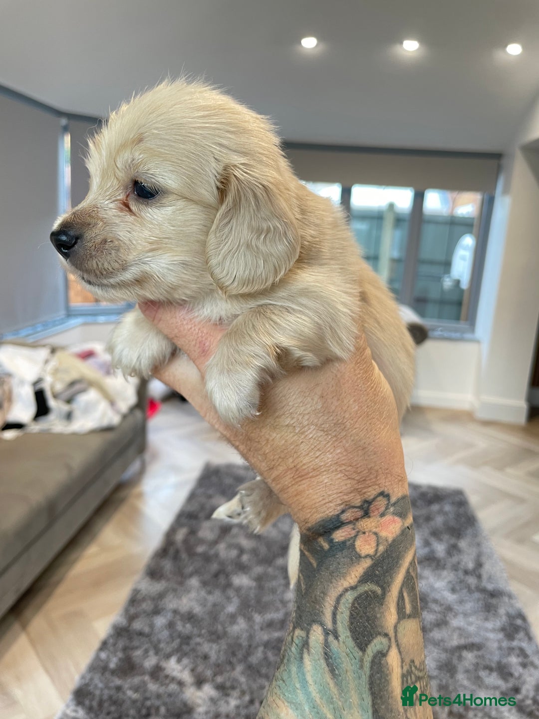 Miniature Dachshund dogs for sale: Miniature Dash hound long haired English  cream - Advert 4
