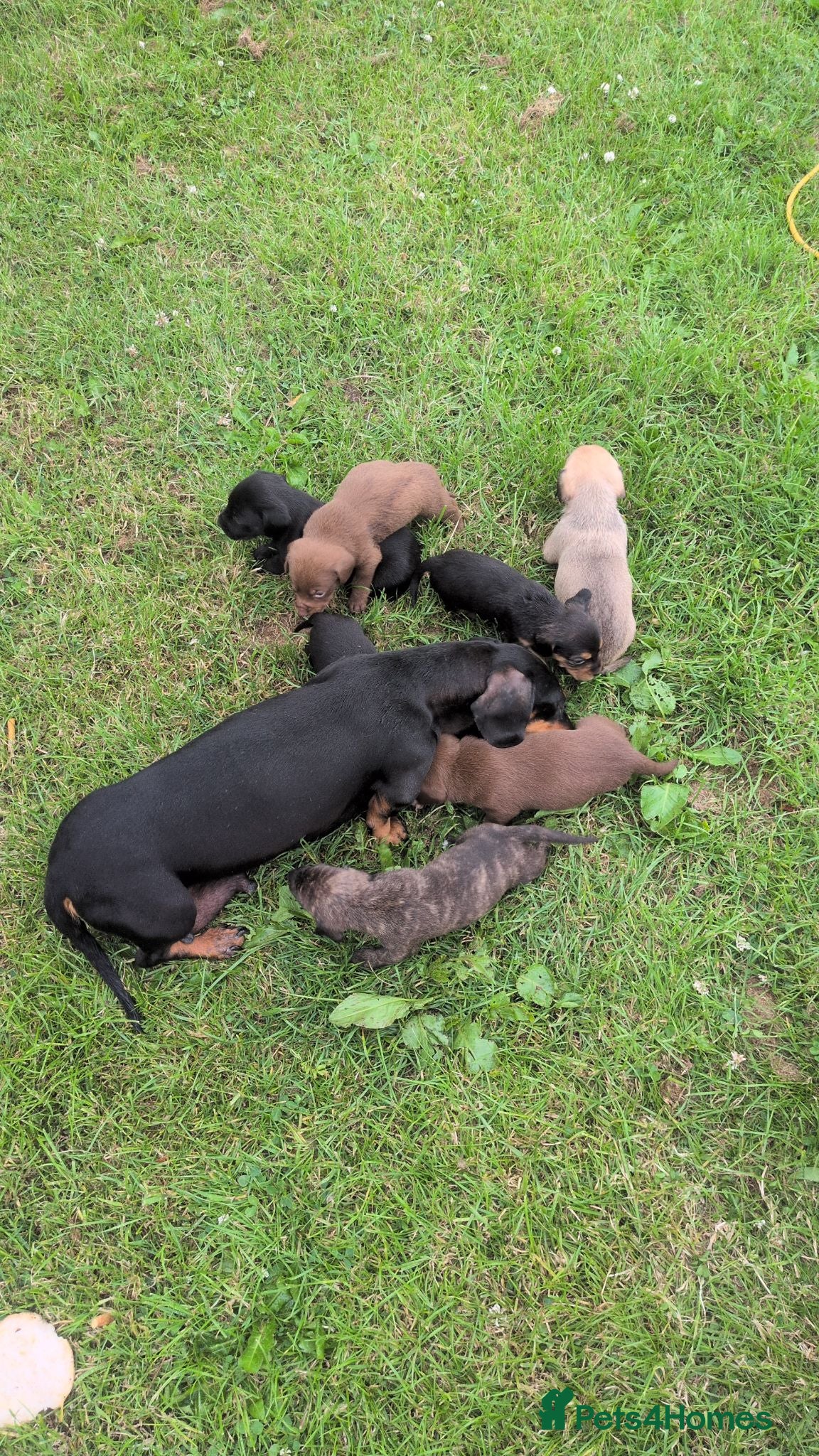 Mixed Breed dogs Dachshund crossed  - Advert 1