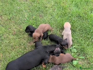 Mixed Breed dogs Dachshund crossed - Advert 1