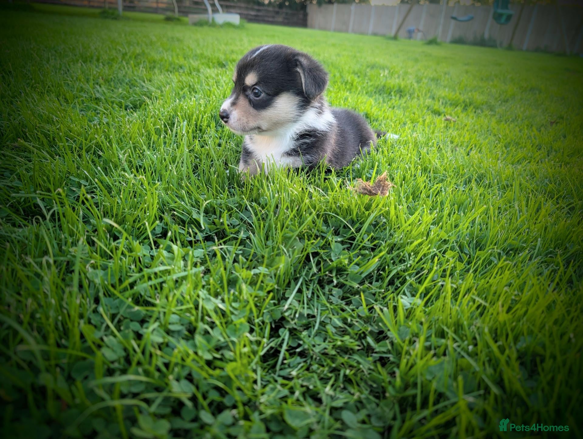 Welsh Corgi Cardigan dogs Cardiganshire corgi puppies  - Advert 15