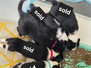 Borador dogs - Advert 2